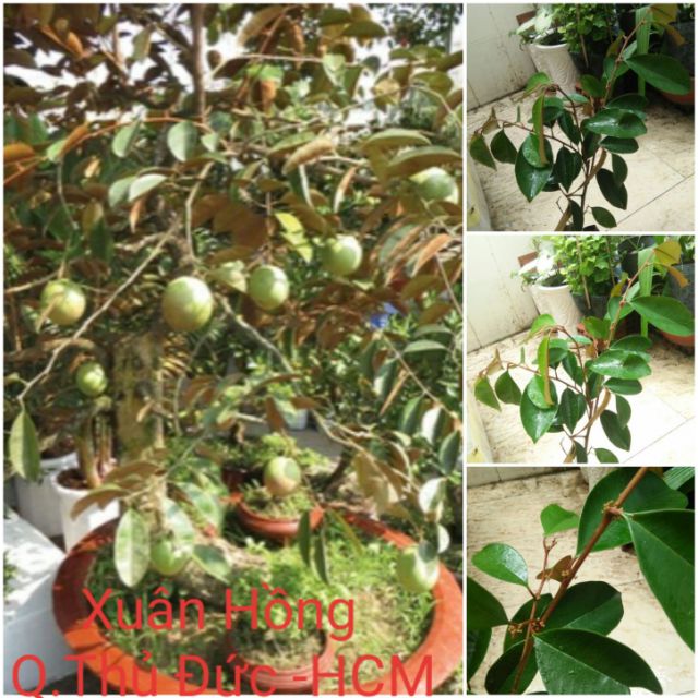 Giá Gốc - Cây vú sữa lò rèn ghép cây đẹp.