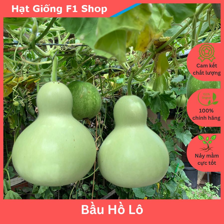 Hạt Giống Bầu Hồ Lô Đẹp Mắt