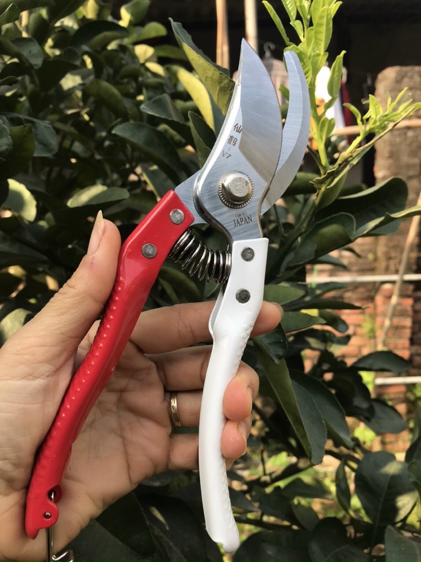 Combo 4 món chăm sóc cây cảnh, bonsai