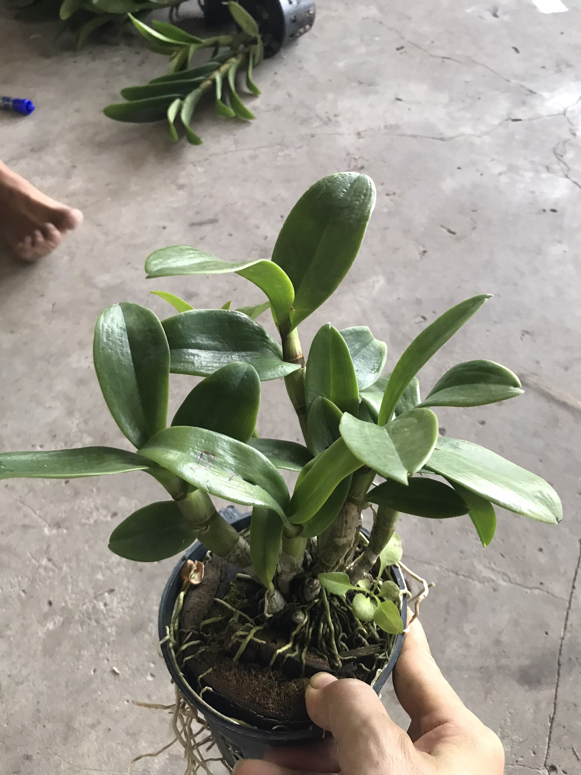 Denro nắng thơm sao vàng