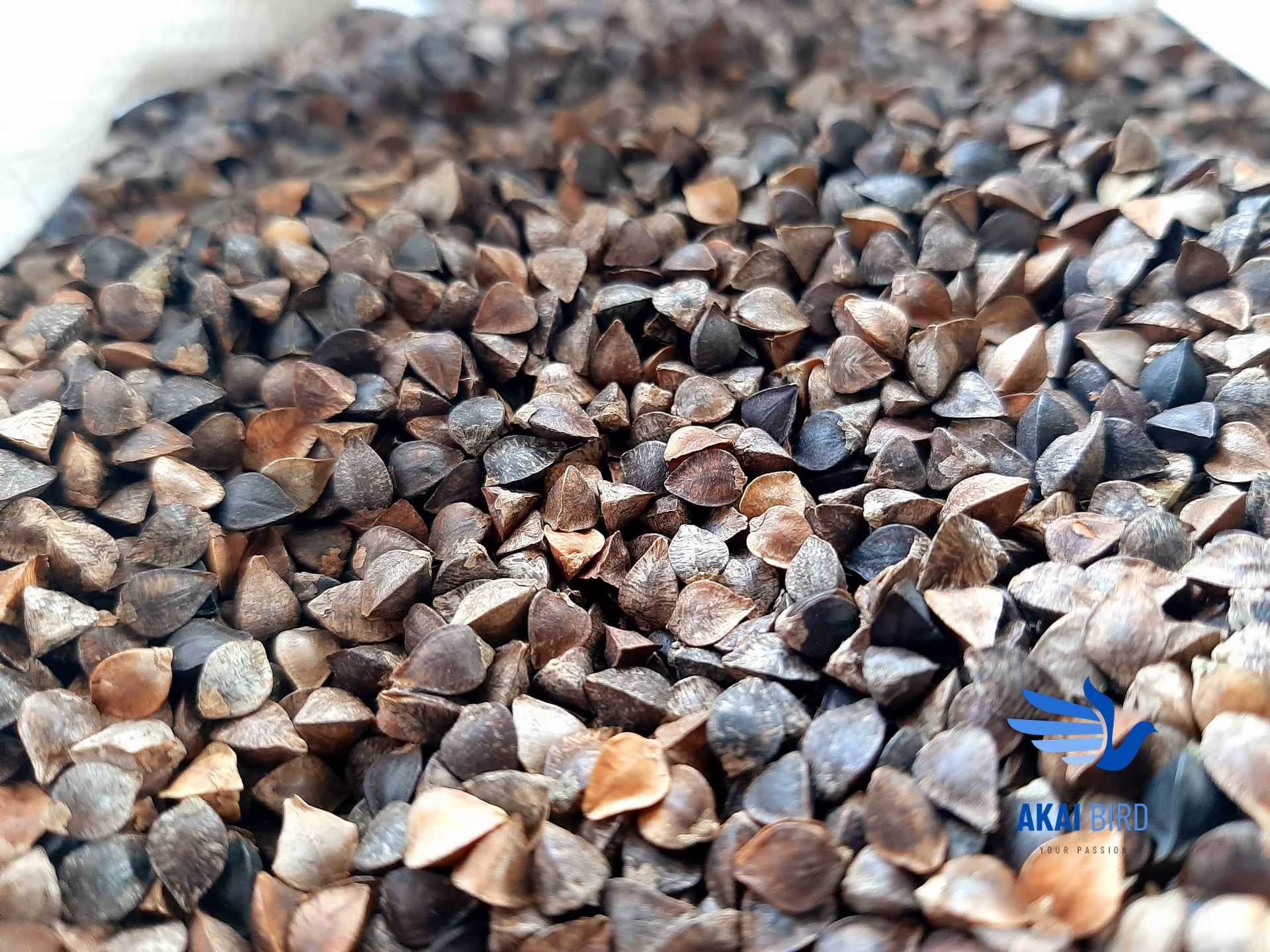 [1KG] Hạt Ba Khía (Hạt Kiều Mạch) Cho Vẹt, Hamster, Sóc...