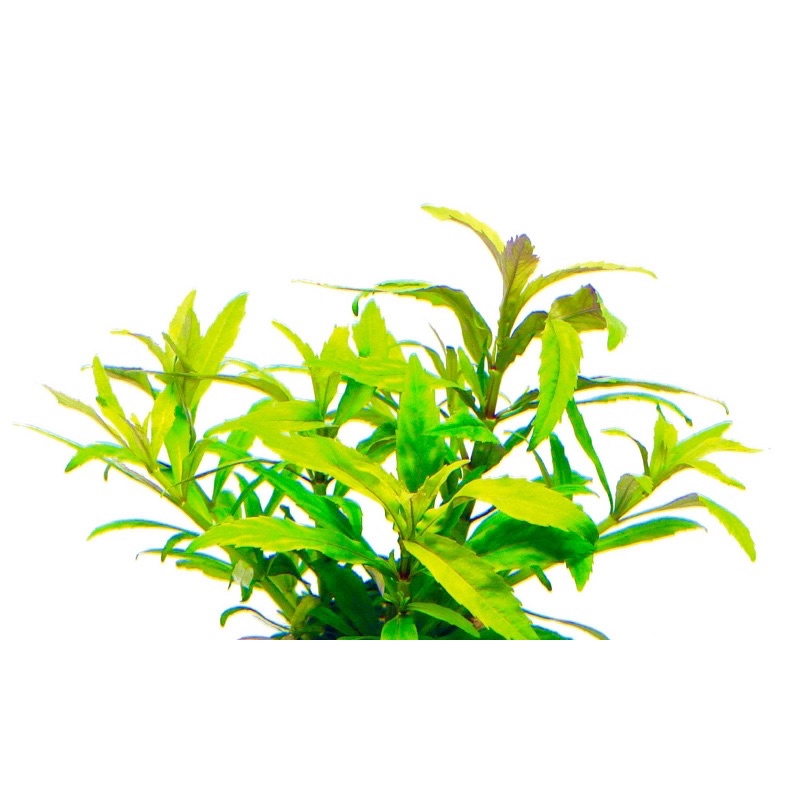 Pogostemon cf. pumilus - cây liễu trúc - cây thuỷ sinh