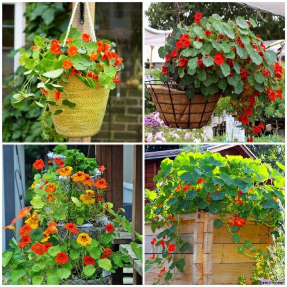 hạt giống hoa sen cạn gói 1gr - dây leo