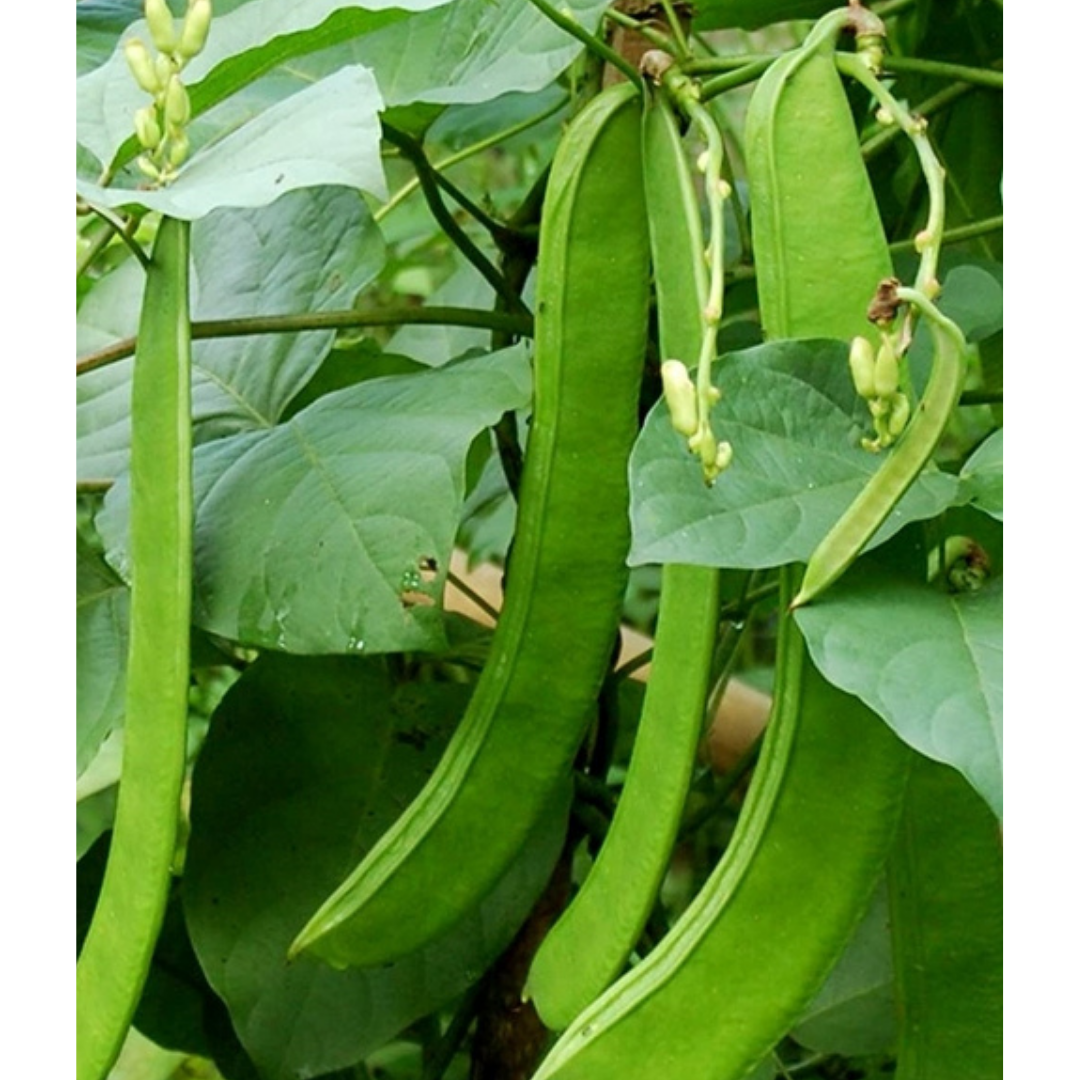 5H_HẠT GIỐNG ĐẬU KIẾM/ ĐẬU RỰA (SIÊU DỄ TRỒNG)