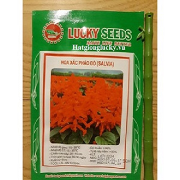 Hạt giống hoa Xác Pháo Đỏ