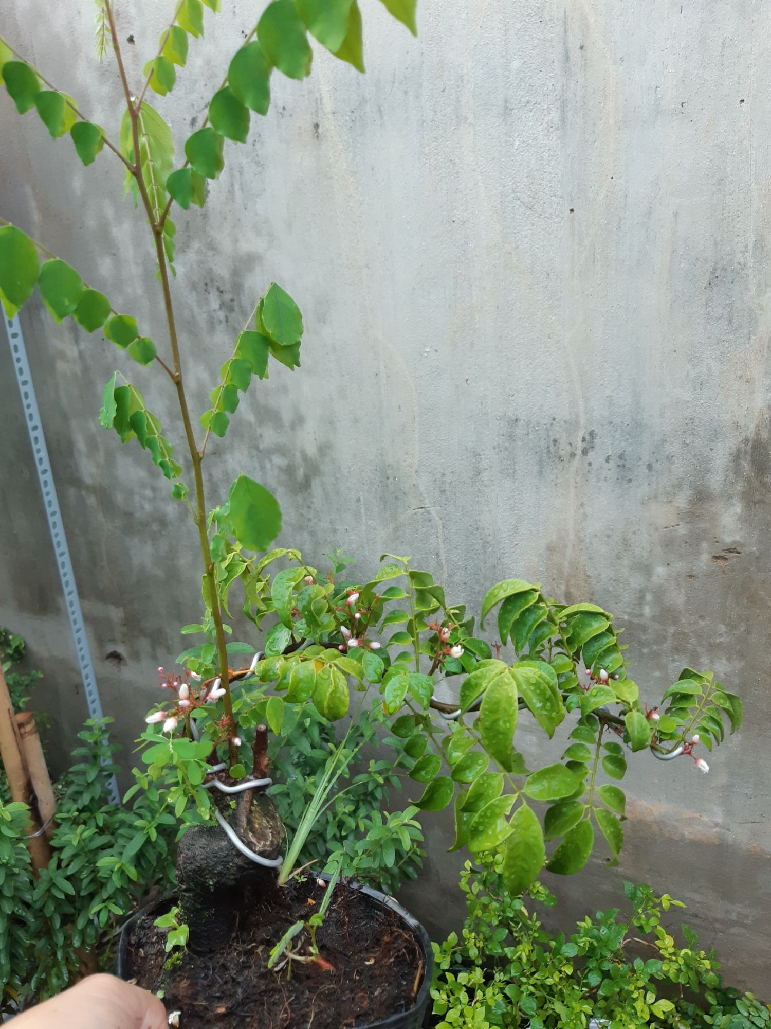 cây khế bonsai mini