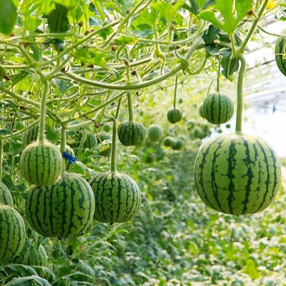 "Gói 10 Hạt " Hạt giống dưa hấu trái táo baby