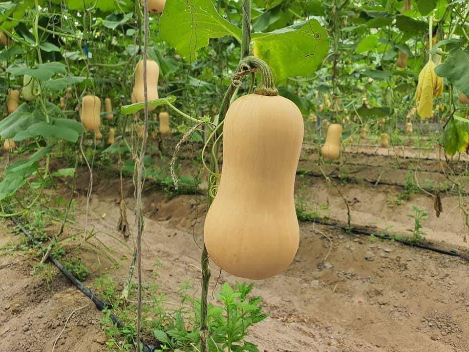 Hạt giống Bí Ngô Mỹ da vàng (Bí bơ)