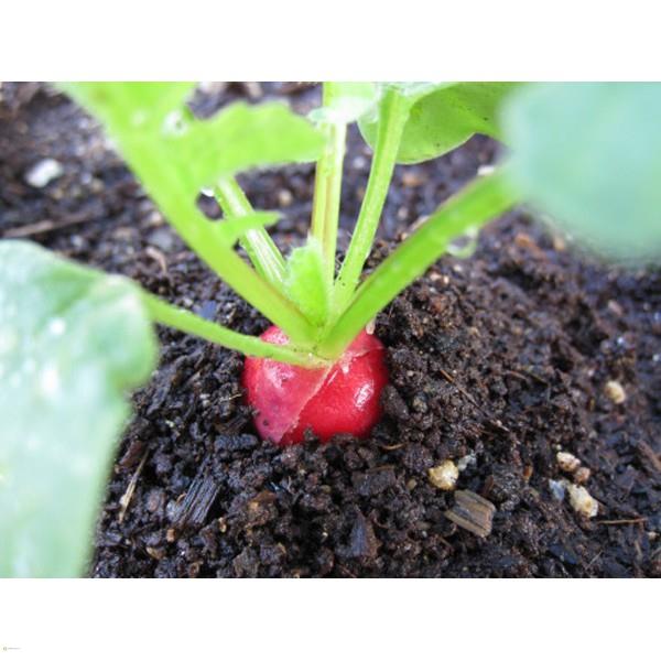 HẠT CỦ CẢI ĐỎ DÀI - GÓI 5 GRAM