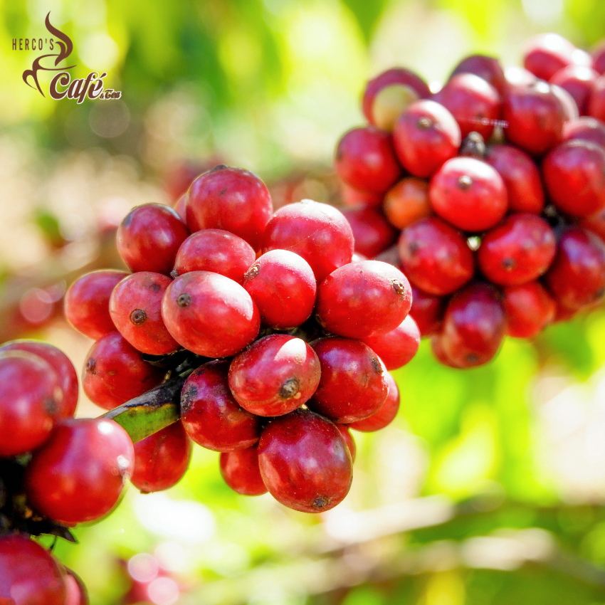 [FREE SHIP] 1KG Cà phê MIX HERCO CT2 (100% cà phê hạt rang xay mộc nguyên chất) xay dùng pha phin - cafe pha máy