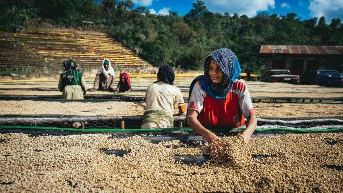CÀ PHÊ NHÂN XANH ETHIOPIA W. YIRGACHEFFE