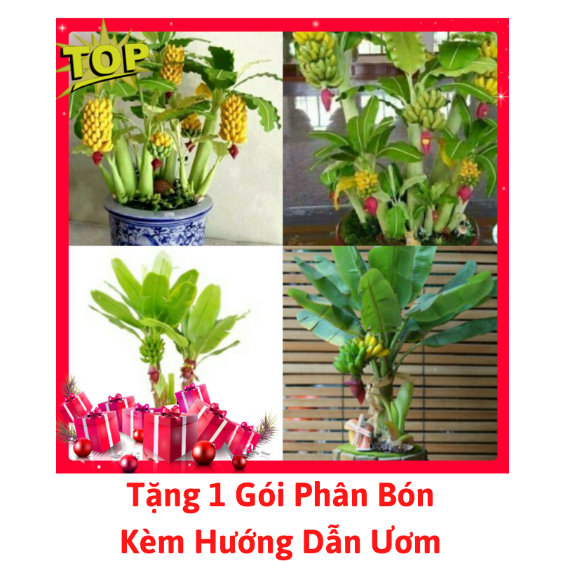 [Lấy mã giảm thêm 30%] Gói Hạt Giống Chuối Mini (Chuối Cảnh)