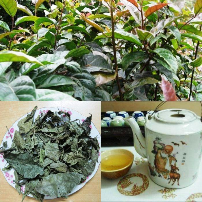 01 Kg cây Xạ Đen sấy khô