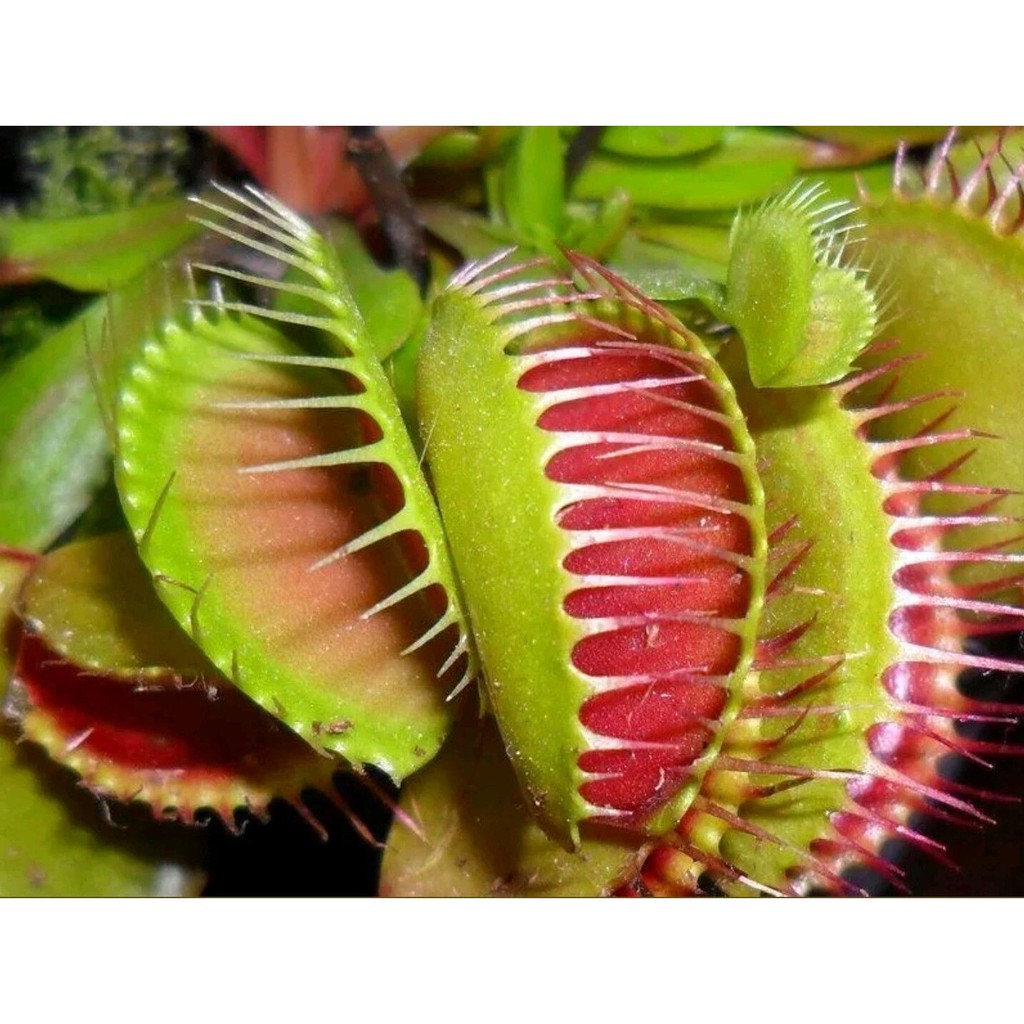 Chậu cây bẫy kẹp, flytrap venus