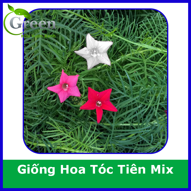 Hạt Giống Hoa Dây Leo Tóc Tiên Nhiều Màu Dễ Trồng, Nở Hoa Quanh Năm
