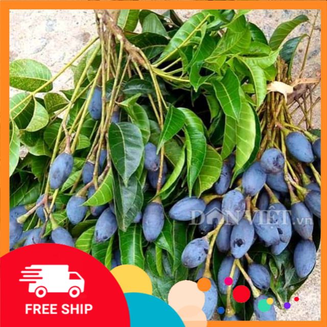 Cây TRÁM ĐEN ghép, cây to khỏe, siêu sai quả giá trị kinh tế cao, chiều cao thân 1-1,5m