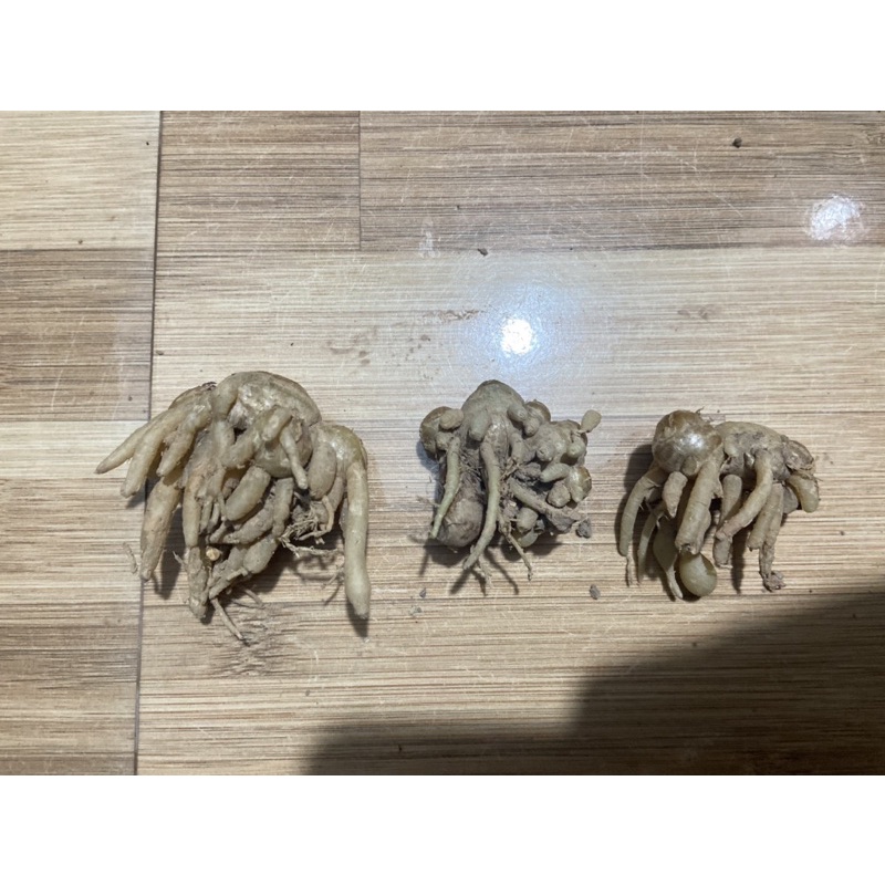củ địa liền giống (1 củ có sẵn rễ nhánh sinh củ con)
