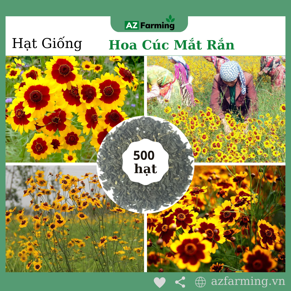 (Gói 100  hạt) Hạt  Giống Hoa Cúc Mắt  Rắn - Hoa Đẹp - Dễ Trồng