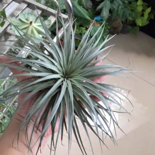 Cây Không Khí Tillandsia Houston