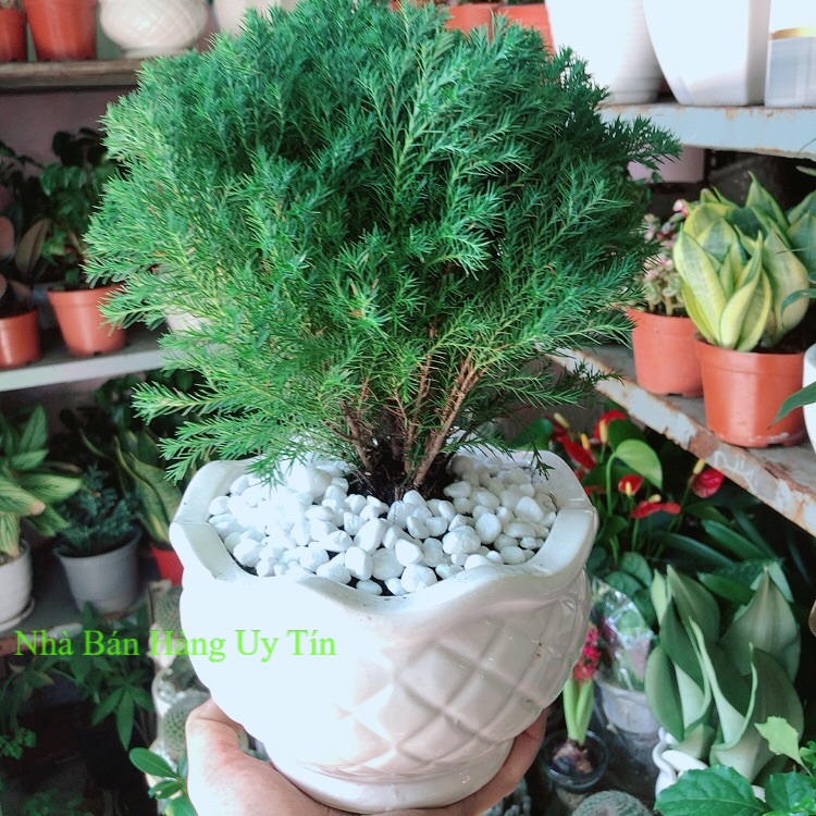 Chậu cây tùng bồng lai