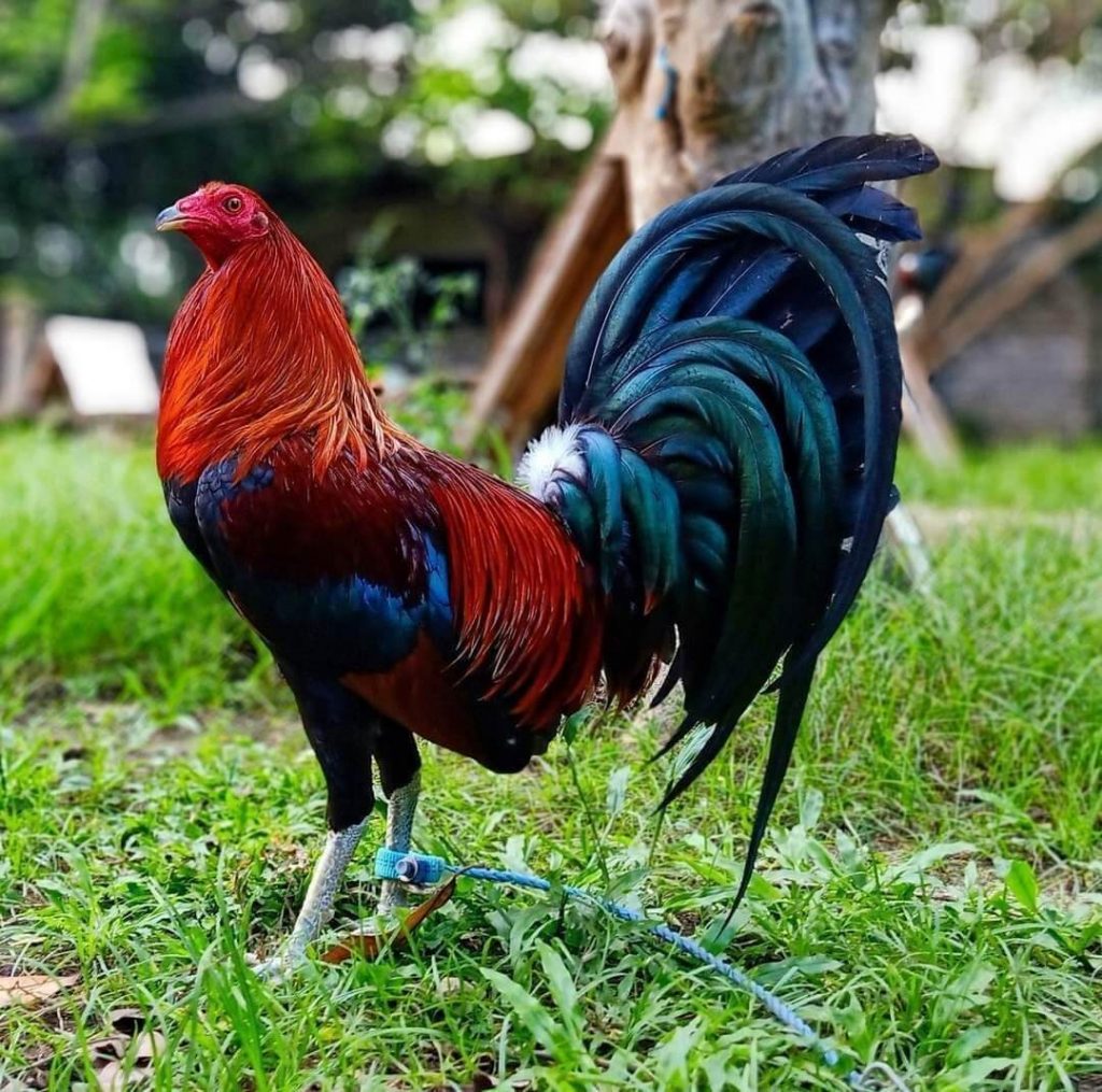 5 Trứng Gà Mỹ Cuban