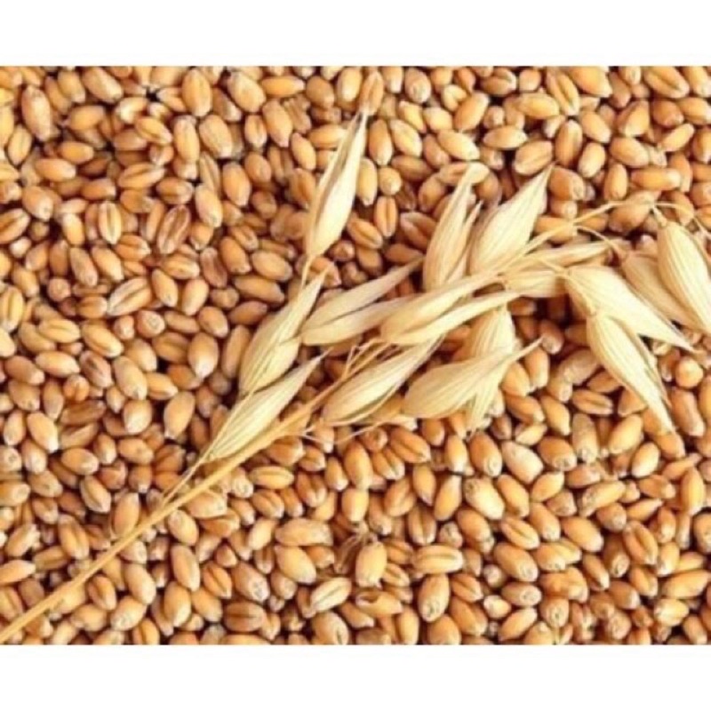 1kg Hạt mạch Úc (hạt giống cỏ lúa mỳ)