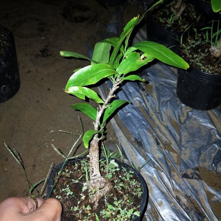 Mai GIỐNG Đại Lộc