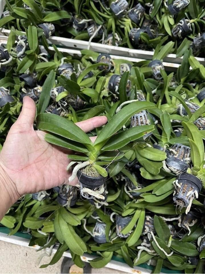 Ngọc điểm cây giống