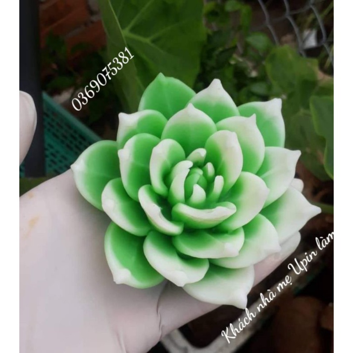 Khuôn silicon hoa sen đá đại 11,5cm mã DD12