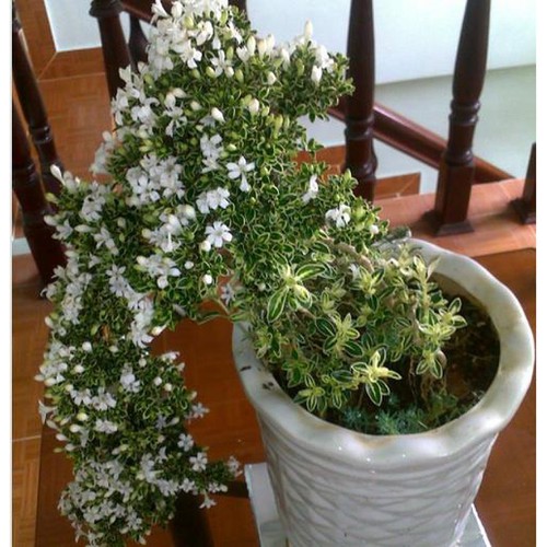 cây giống bạch tuyết mai