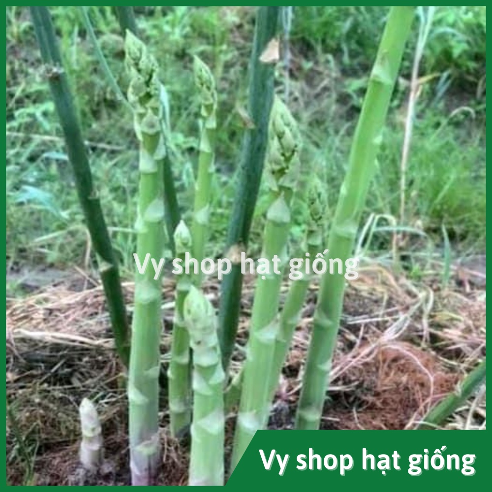 Hạt giống măng tây xanh Thái Lan