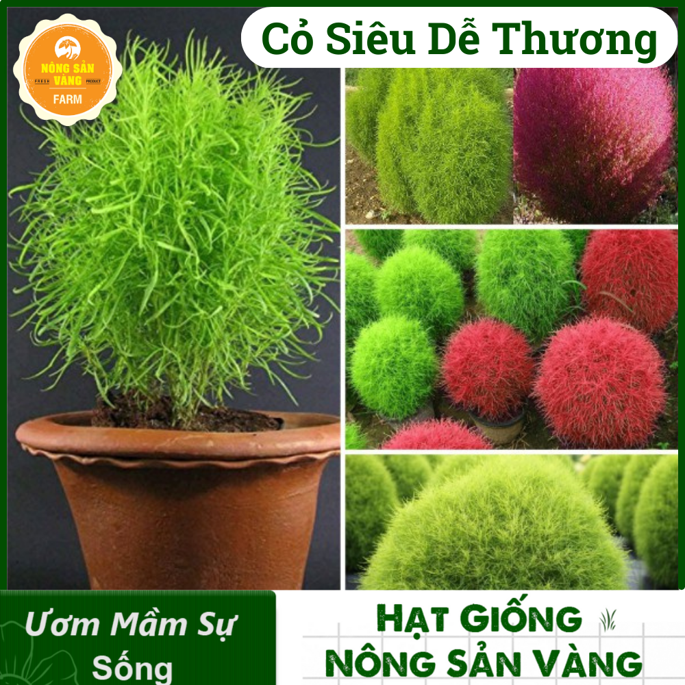Hạt Giống Cây Cỏ Đổi Màu Kochia Nhật Bản ( Gói 100 Hạt) Nông Sản Vàng