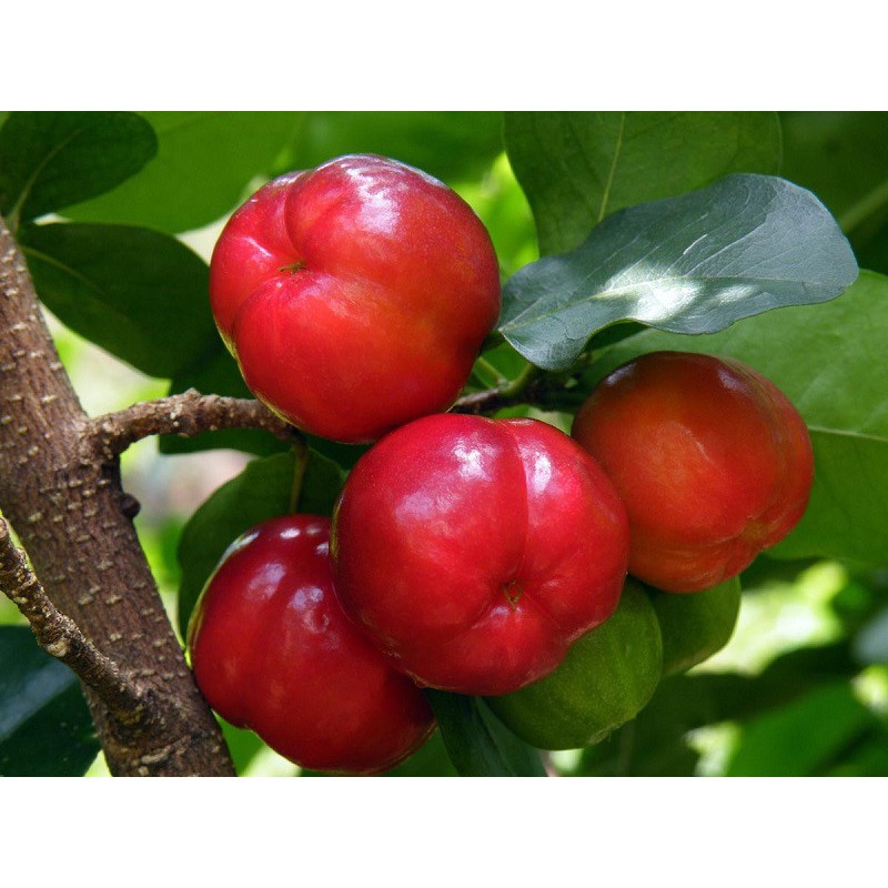 [ Cây Cảnh Bến Tre ] Cây giống sơri