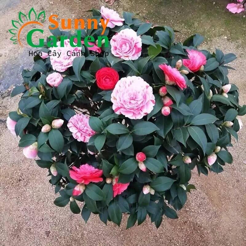 Cây trà mi 3 màu - cao từ 60cm - 1m - cây cảnh