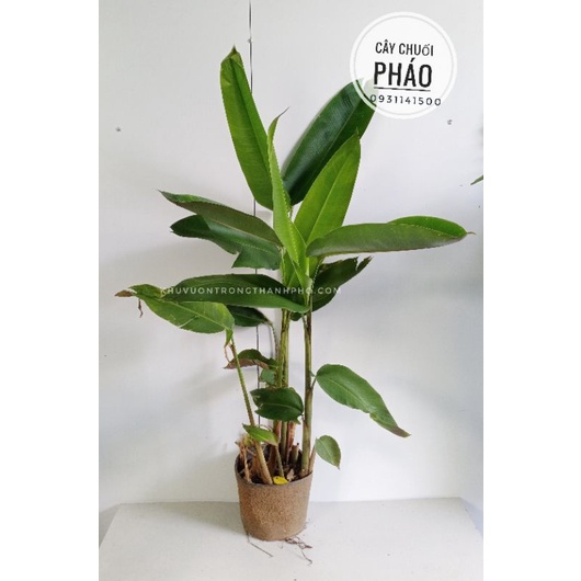 Cây chuối cảnh, cây chuối tràng pháo, cây chuối pháo