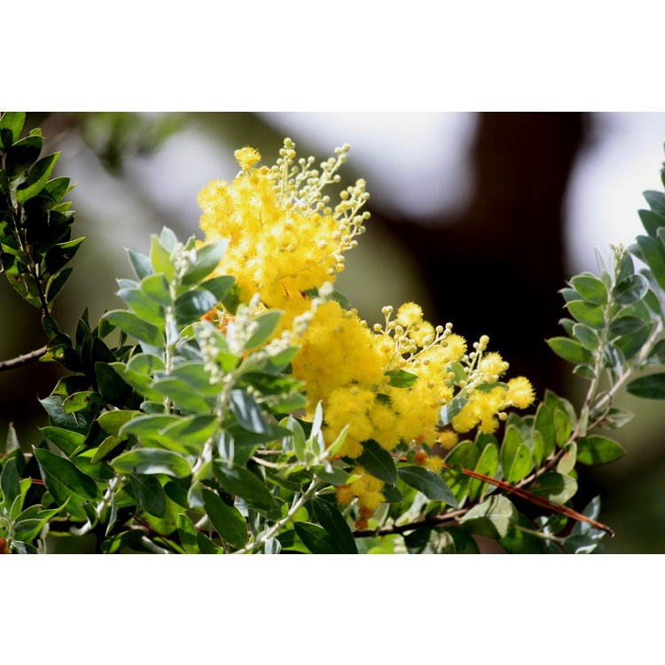Gói 5 hạt giống cây Mimosa