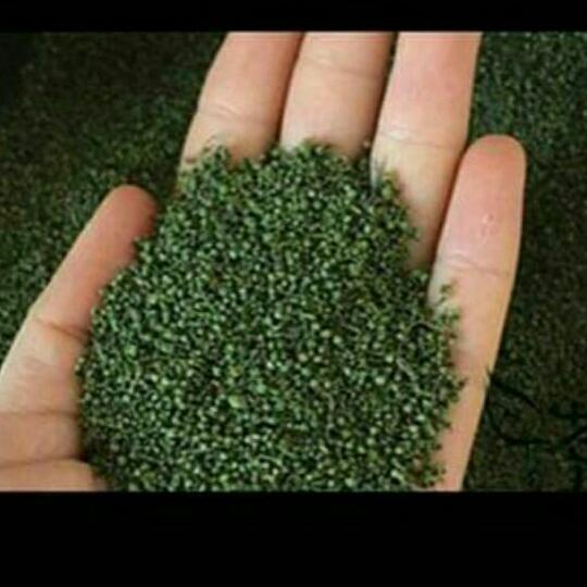 1kg nụ tấm tam thất bao tử