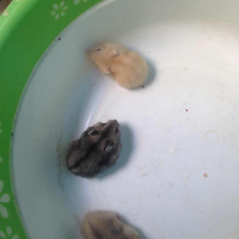 Hamster vàng chanh