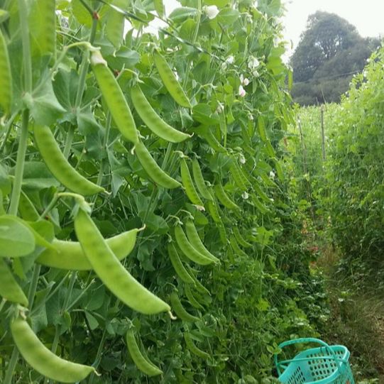 20gram Hạt Giống Đậu Hà Lan Thu Trái (chuyên lấy trái)