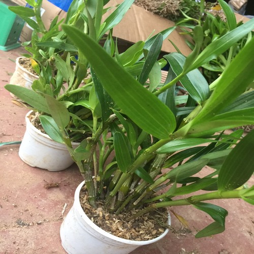Chậu lan đùi gà hàng thuần lên chậu