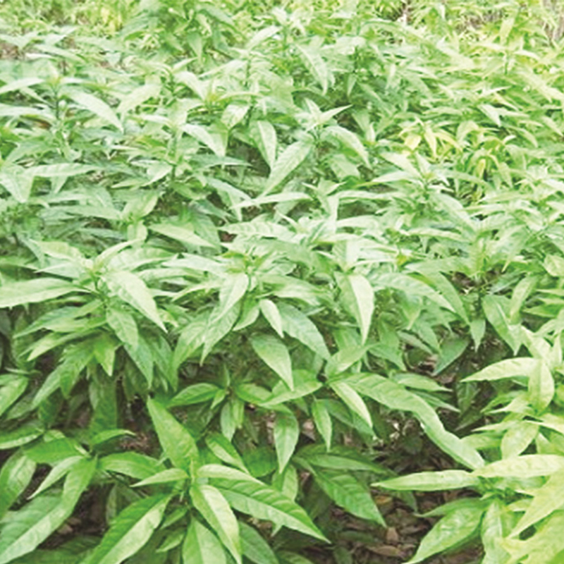 Cây xương khỉ (gói 1kg khô) - DV070