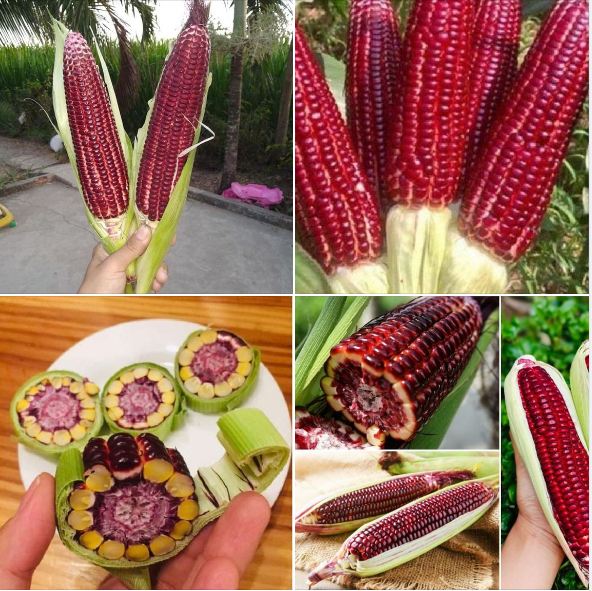 Hạt giống ngô Nữ Hoàng đỏ - gói 5gr