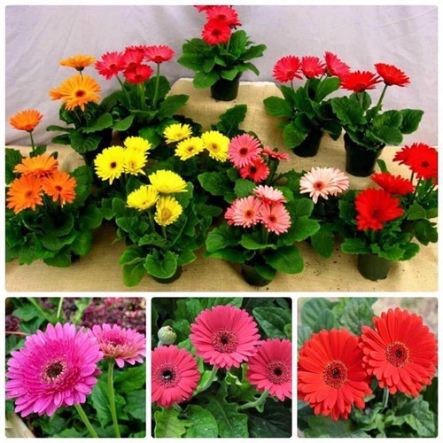 hạt giống Hoa đồng tiền