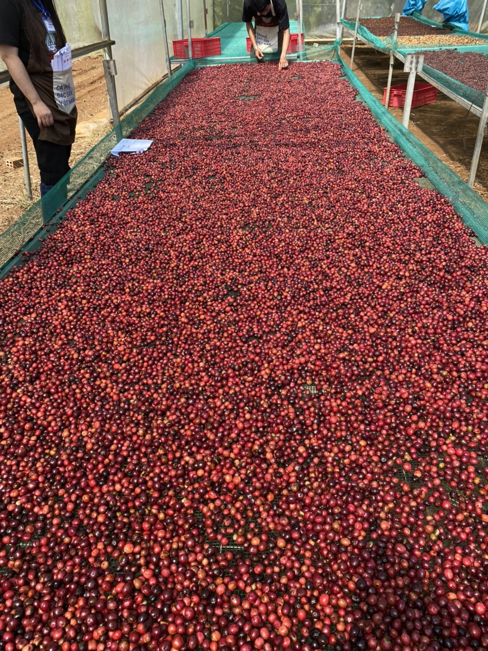 500g CÀ PHÊ MỘC ROBUSTA - DẠNG BỘT- 100% NGUYÊN CHẤT