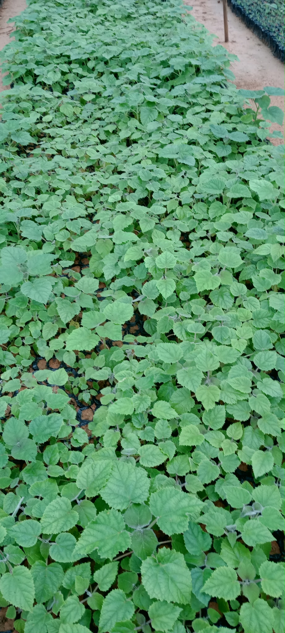 Hạt giống cây hông, tếch lai