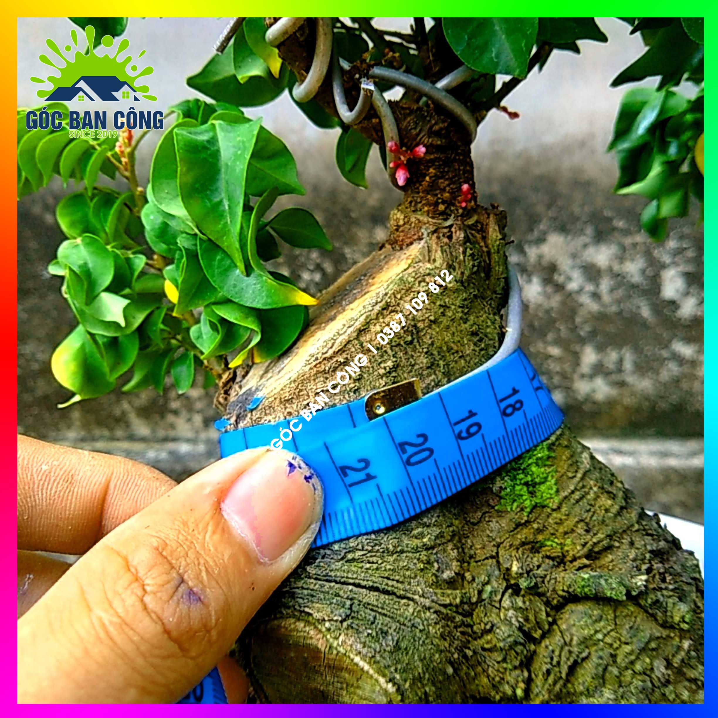Cây Khế Bonsai Mini Gốc Quái - KBS09