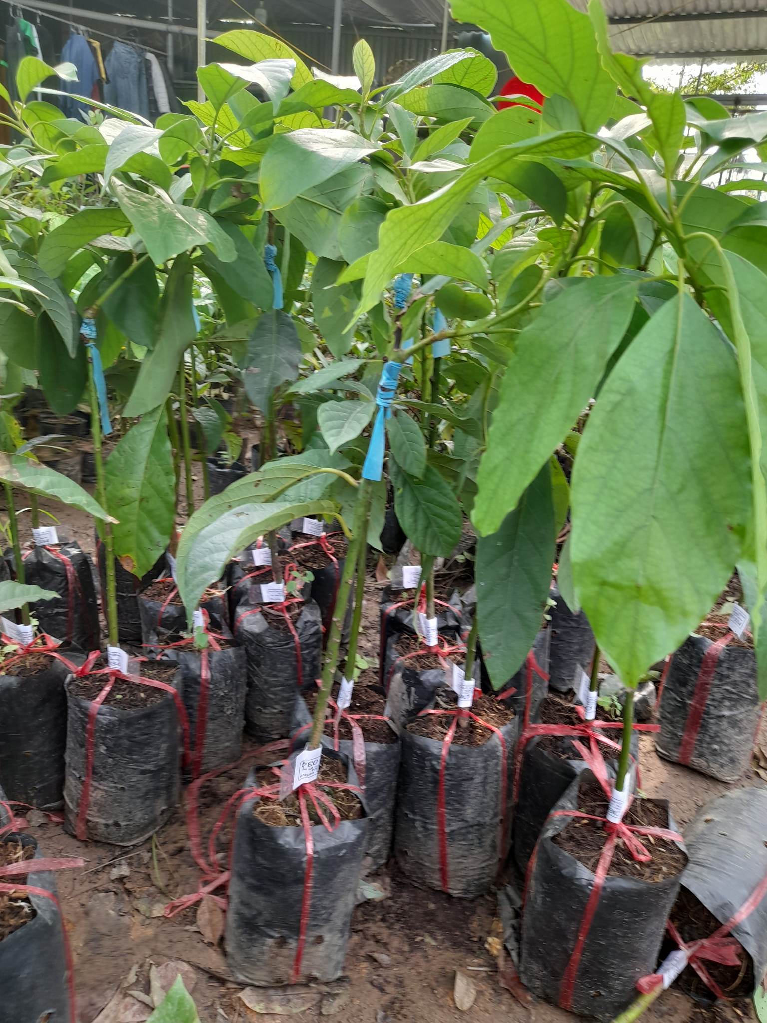 Giống Bơ 034-Cây Ăn Trái+Tặng kèm phân bón