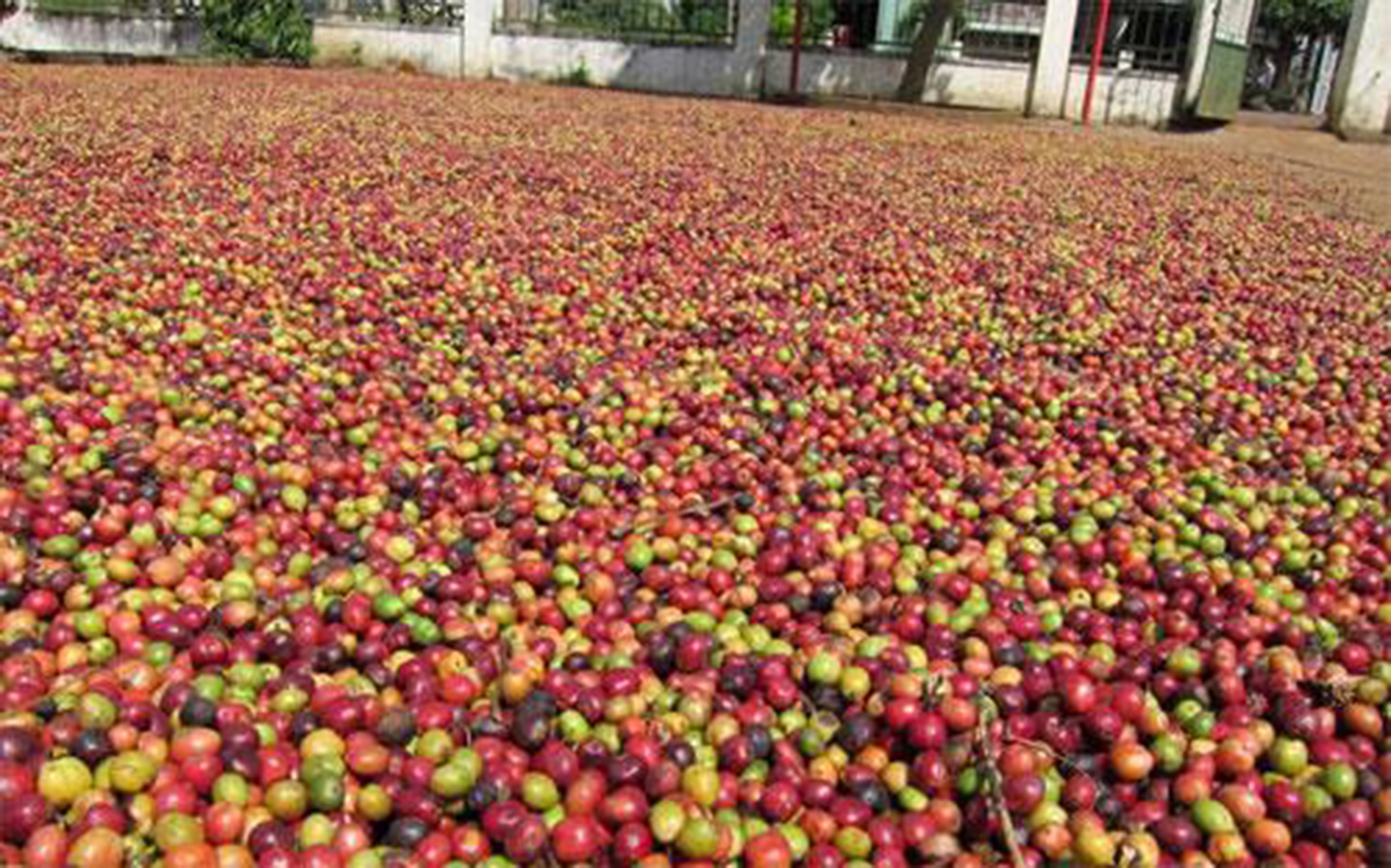 5kg Cà Phê Nhân Robusta S18 vụ mới 2023
