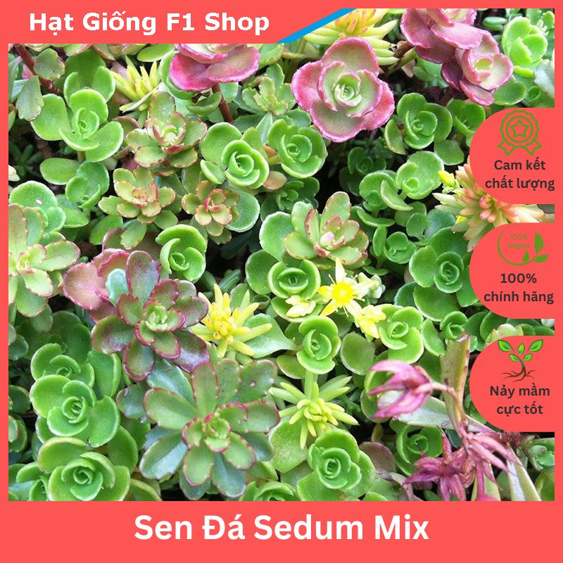 Hạt Giống Sen Đá Sedum Mix Chịu Hạn (50H) (286.F1)