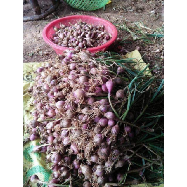 1kg tỏi ta ( sàng sảy sạch sẽ rồi)